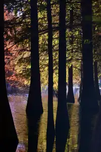 落羽杉紅了,你會來明孝陵燕雀湖看嗎?