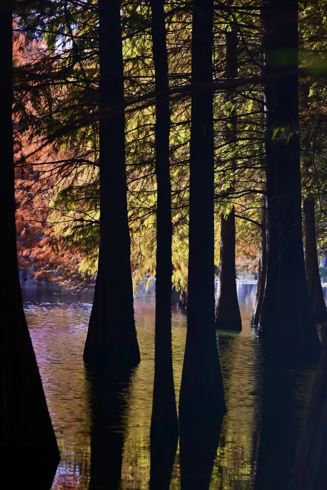 落羽杉紅了,你會來明孝陵燕雀湖看嗎? 落羽杉紅了,你會來明孝陵燕雀湖看嗎?