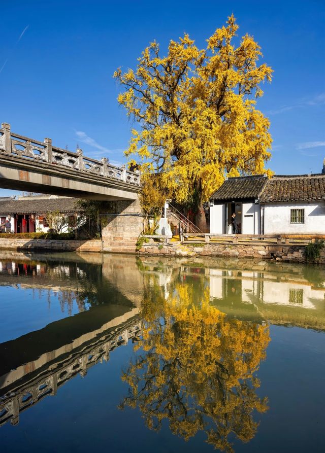 蘇州太平老街|邂逅千年銀杏的古寺禪意 蘇州太平老街|邂逅千年銀杏的古寺禪意