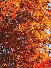 松雅湖落羽杉實況,拍照還是建議烈士公園