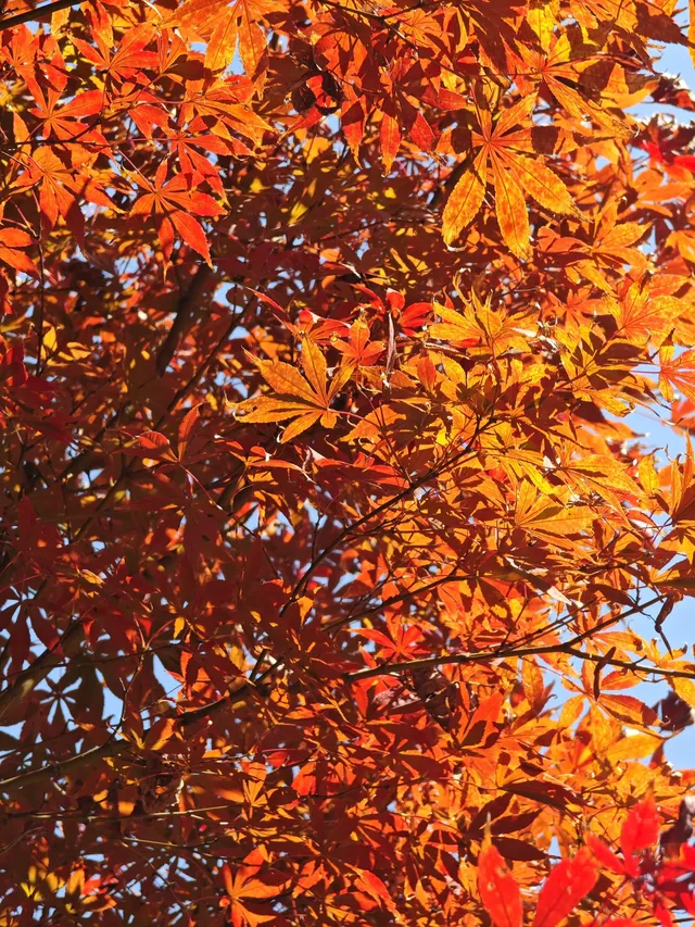 松雅湖落羽杉實況,拍照還是建議烈士公園 松雅湖落羽杉實況,拍照還是建議烈士公園