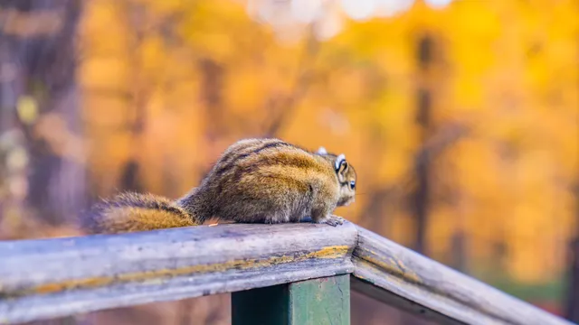 稻城亞丁拍到的各種野生動物 稻城亞丁拍到的各種野生動物