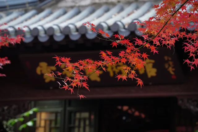 棲霞山 | 拍點不一樣的 棲霞山 | 拍點不一樣的