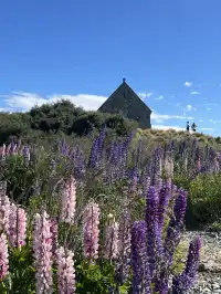 新西蘭 Tekapo