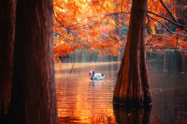 連夜來到南京只為拍到這幾張