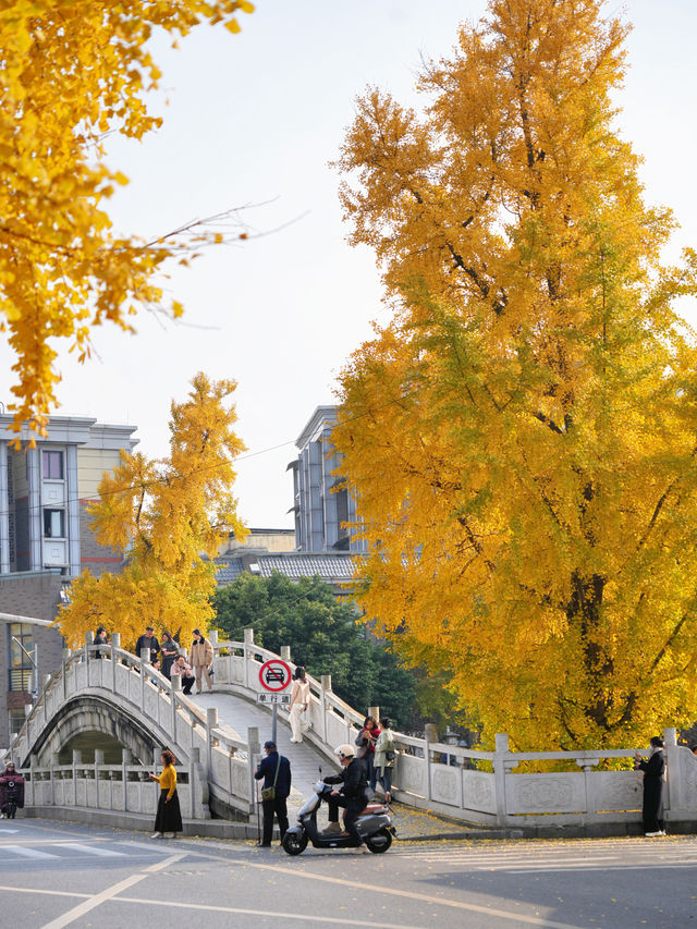 這個銀杏季，成都賞秋地圖攻略來了