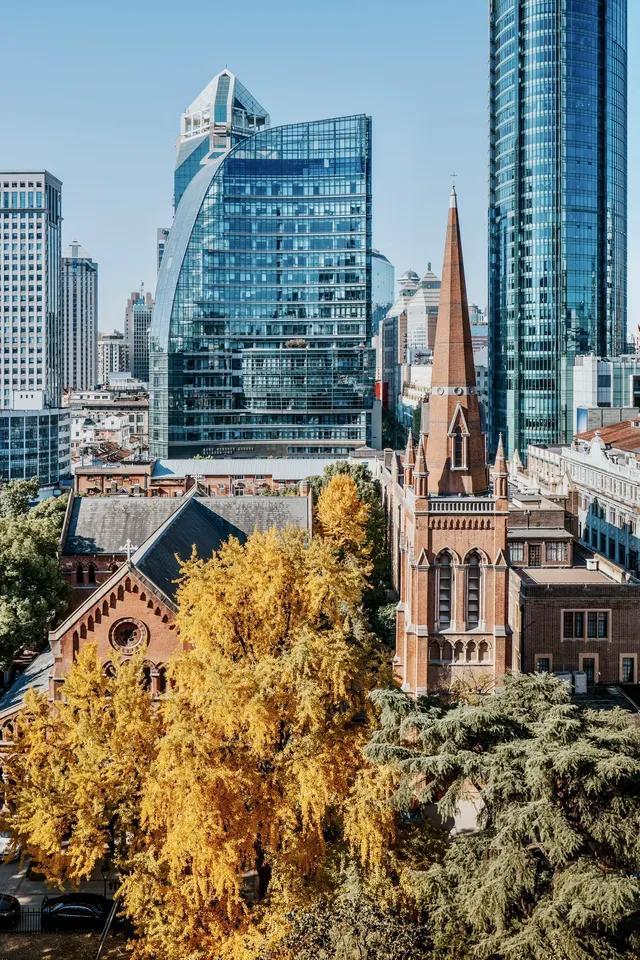 就在中環內|一個週末賞遍上海的銀杏之海