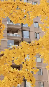 黃金城道及周邊最全銀杏拍攝citywalk路線