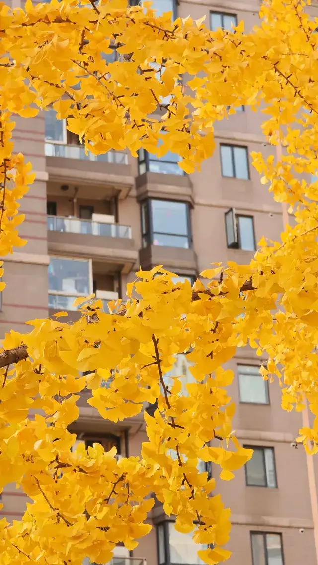 黃金城道及周邊最全銀杏拍攝citywalk路線 黃金城道及周邊最全銀杏拍攝citywalk路線