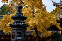 龍華古鎮賞秋攻略