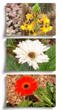 探索上海溫室花園的綠意秘境 