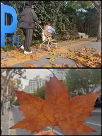 速藏靜安秋景限時上新附打卡指南！