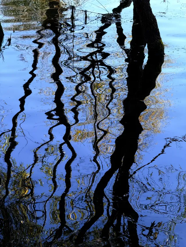 12月洱海!闖入現實版《小森林》紅杉秘境! 12月洱海!闖入現實版《小森林》紅杉秘境!