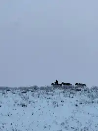 阿勒泰|一些和雪的合影