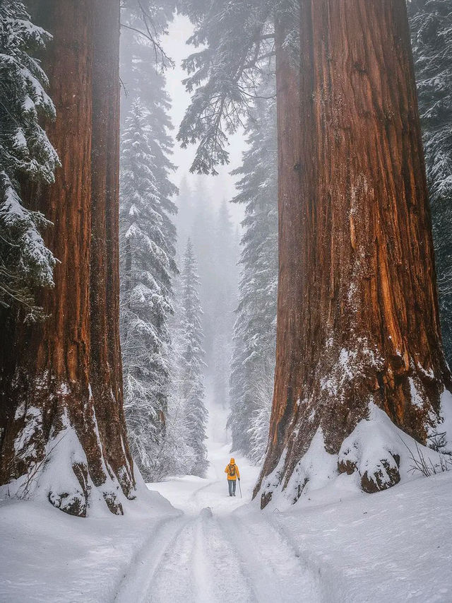 專車直達！舊金山定制包車自由行玩市區周邊