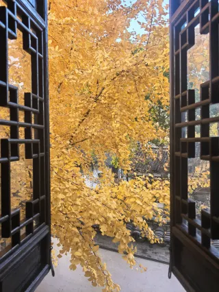 Captured stunning ginkgo window views in Huishan Ancient Town～20 viewing spots