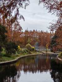 初冬暖陽下的多彩上海共青森林公園