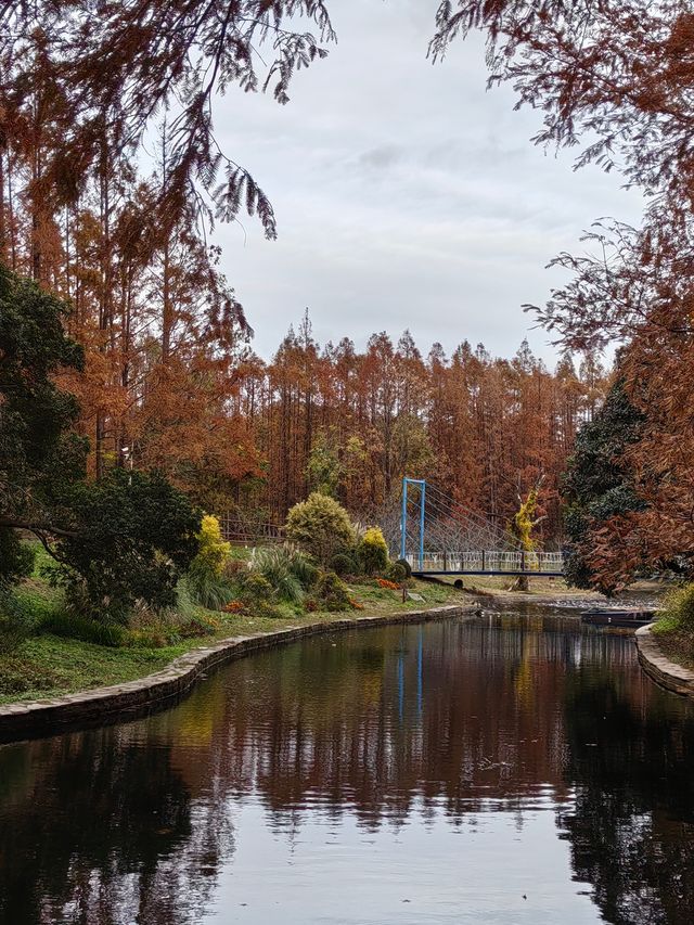 初冬暖陽下的多彩上海共青森林公園 初冬暖陽下的多彩上海共青森林公園