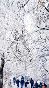 北京初雪刷屏南京紫金山霧淞已在路上!東北平替絕美暴擊