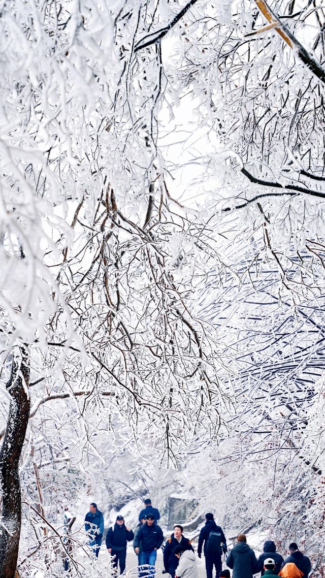 北京初雪刷屏南京紫金山霧淞已在路上!東北平替絕美暴擊 北京初雪刷屏南京紫金山霧淞已在路上!東北平替絕美暴擊