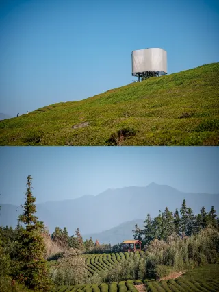 Jingdezhen, bring your dog to try some porcelain!
