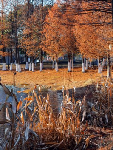 Zhenjiang｜This Dawn Redwood Forest Has Become a "Winter Fairy Tale"
