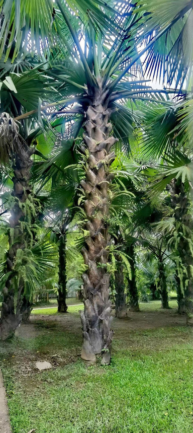 中科院西双版纳热带植物园 参考图 5