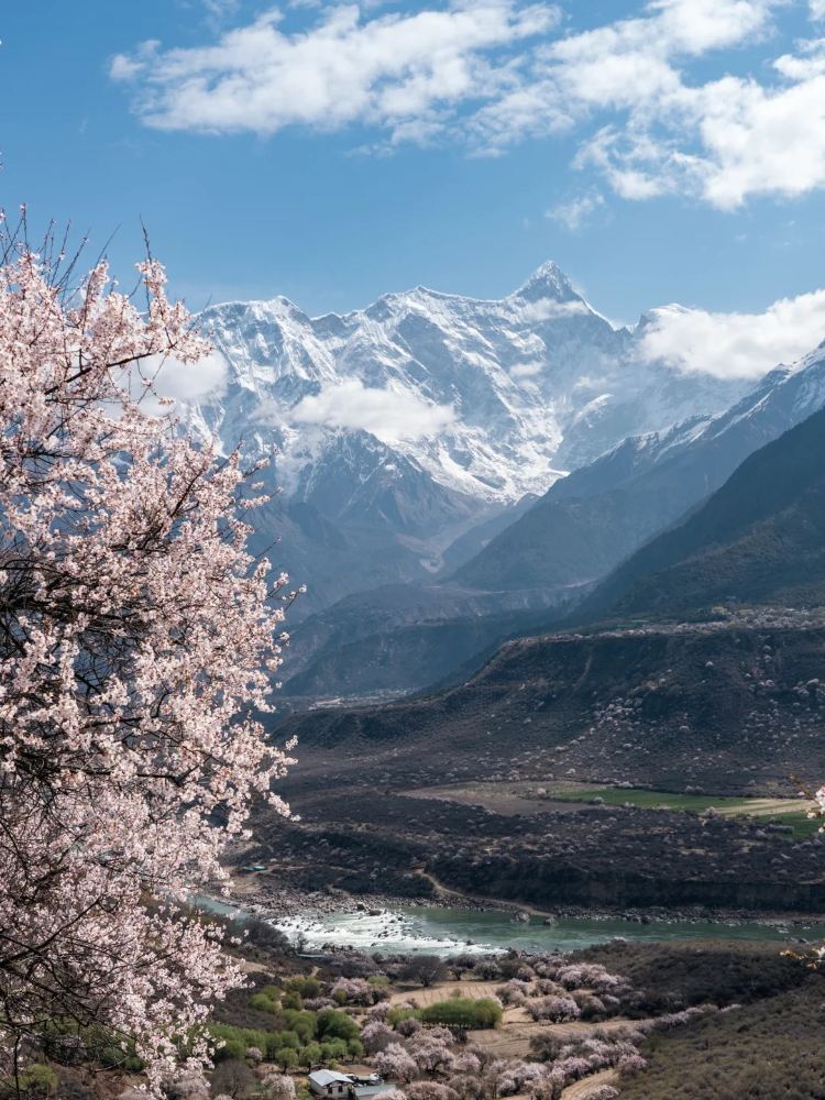Stay in Nyingchi Zangnan Peach Valley, and in March, opening the