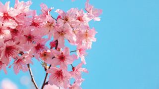 長豊県の花見マップが新たに発表され、多くの花の最適な観賞時期が公開されました