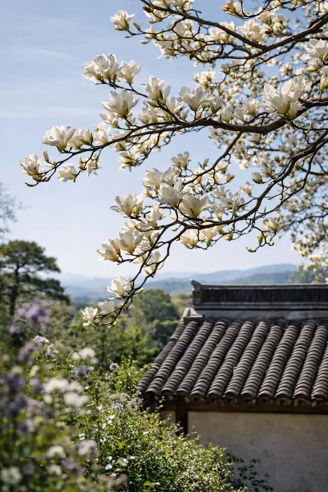 Xitang's magnolias are blooming!! Now is the perfect time to visit