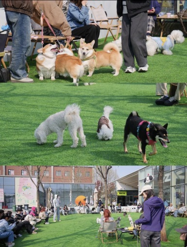 北京のゴールデンウィーク犬散歩の最高峰｜郎園Park毛の子カーニバル