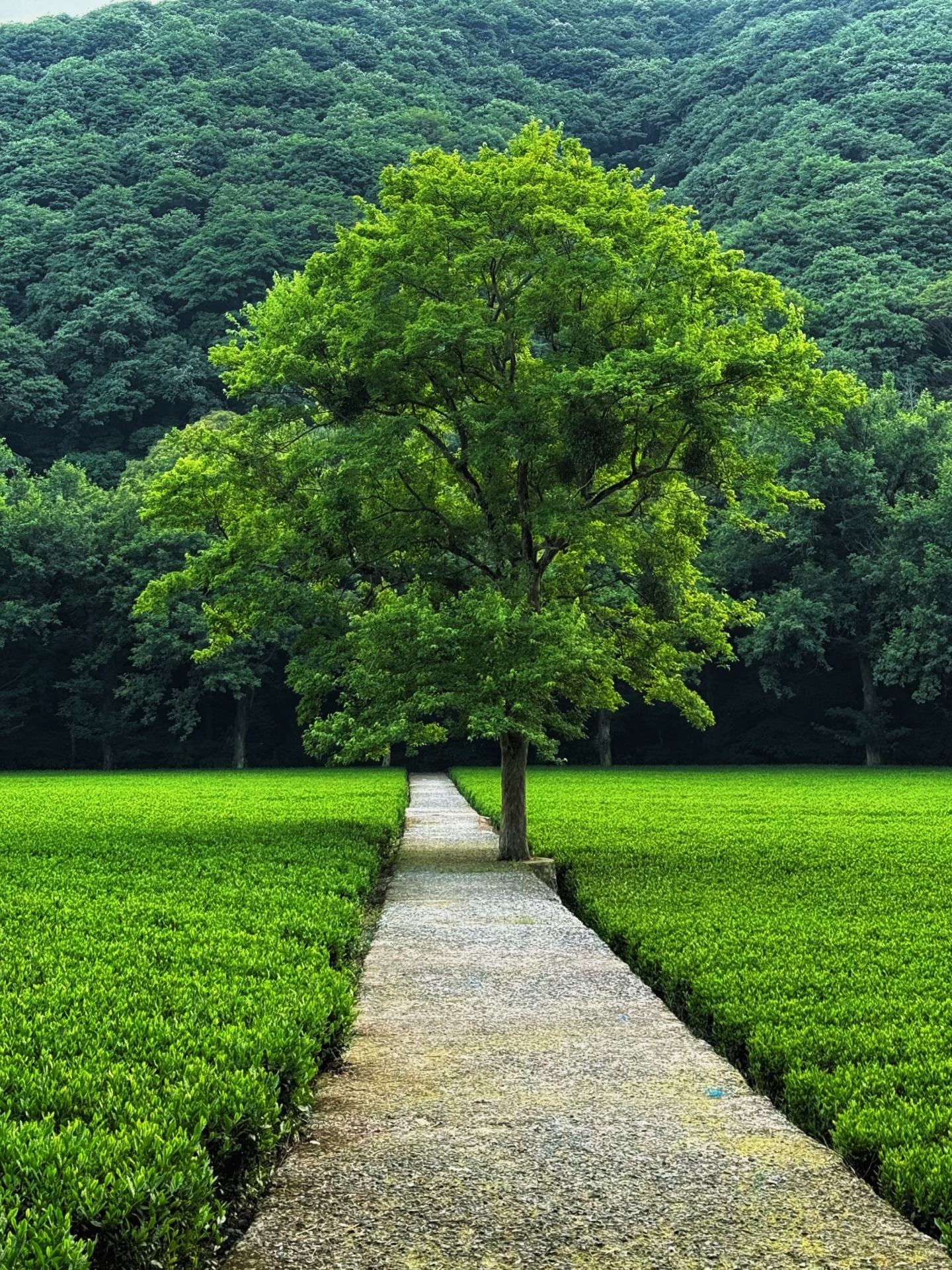  (The mountains are covered with clear green, and on rainy days it feels like a "hidden paradise in an ancient-style filter")

🌟 Why is it more stunning than West Lake?

· It’s a filming location for "Crouching Tiger, Hidden Dragon," with mountains wrapped in clear green bamboo forests, like stepping into an ancient-style movie;
· Even better on rainy days: mist winding around the bamboo, quiet and healing, far from the city noise, you’ll never get tired of walking here.

📍 Basic Information

· Ticket: Only 8 RMB, free with Hangzhou Park Card;
· Transportation: Bus routes 324M/121/103/1314 go directly to "Yunqi Bamboo Path" stop;
· Opening hours: 7:00 AM - 5:00 PM.

🚶 Classic Hiking Route (including filming spots)

Entrance → Xixin Pavilion → Wooden Boardwalk → Suspension Bridge → Yuyu Pavilion → Miyun Pavilion → Huangzhu Pavilion → Douyun Pavilion → Shuangbei Pavilion (filming location of "Crouching Tiger, Hidden Dragon") → Huilong Pavilion → Yunqi Bamboo Path Monument Pavilion → Popular Lonely Tree

This is one of the rare "slow-paced healing spots" in Hangzhou, where 8 RMB lets you fully enjoy the lush greenery and ancient atmosphere~