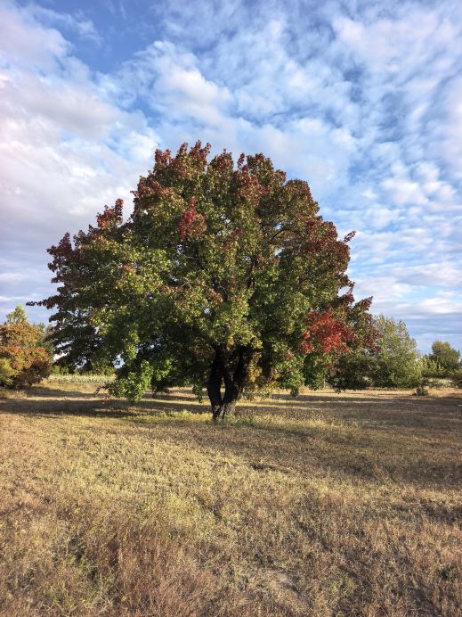 Maples from the Grassland | Experience an Autumn Feast of Five-Point Maples