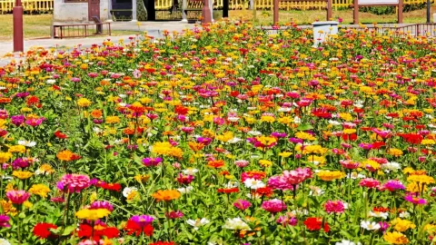 Autumn in Beiping begins with seas of sulfur cosmos... — traveler post in Beijing