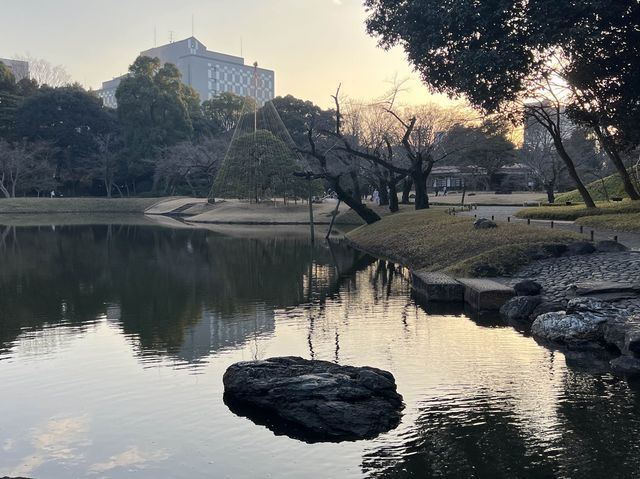【後楽園】梅の花が満開中