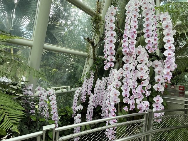 Stunning Orchids at National Orchid Gardens