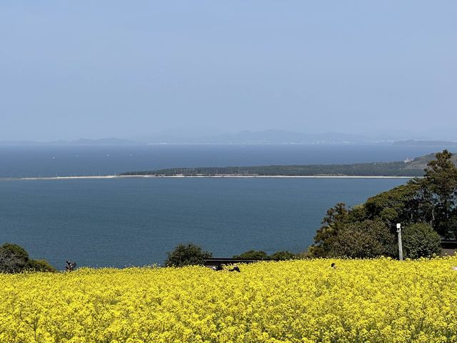 Where the flowers and sea meet 