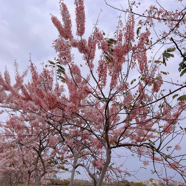 （台南/仁德）盛開的粉紅花旗木步道-仁德滯洪池