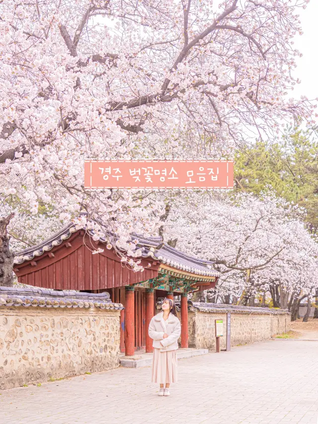 🌸내년에 꼭 가야할 [경주, 벚꽃 모음집]🌺