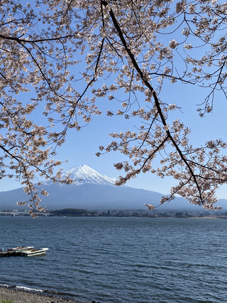 河口湖でのお花見