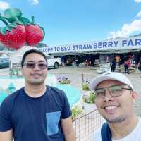 Strawberry Picking Time!