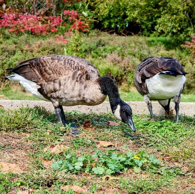 Unraveling Nature's Magic: Richard W. DeKorte Park