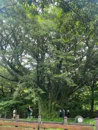 머릿속까지 맑아지는, 제주도 비자림🌴🌳🌲