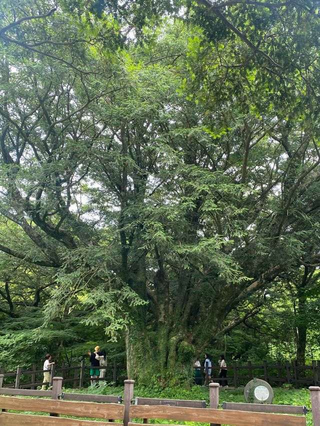 머릿속까지 맑아지는, 제주도 비자림🌴🌳🌲