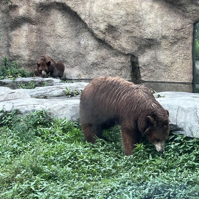 【動物全接觸】神戶動物王國🦚
