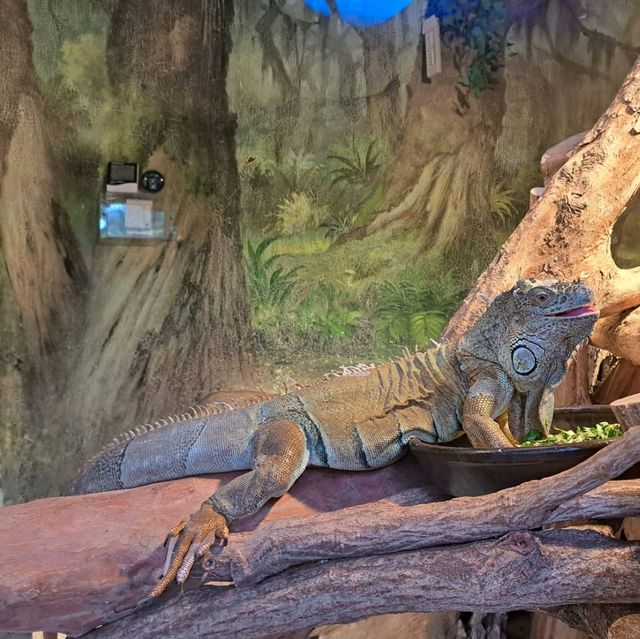 韓國😍愛寶樂園🐒介紹有咩動物睇🐯