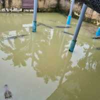 Where To Find 100 Year Old Crocodiles? 🐊