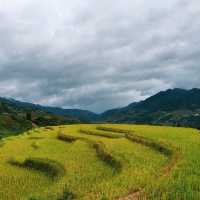 Vành Móng Ngựa Terraced Rice Fields