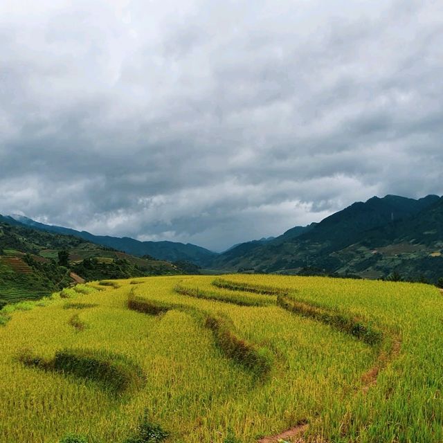 Vành Móng Ngựa Terraced Rice Fields