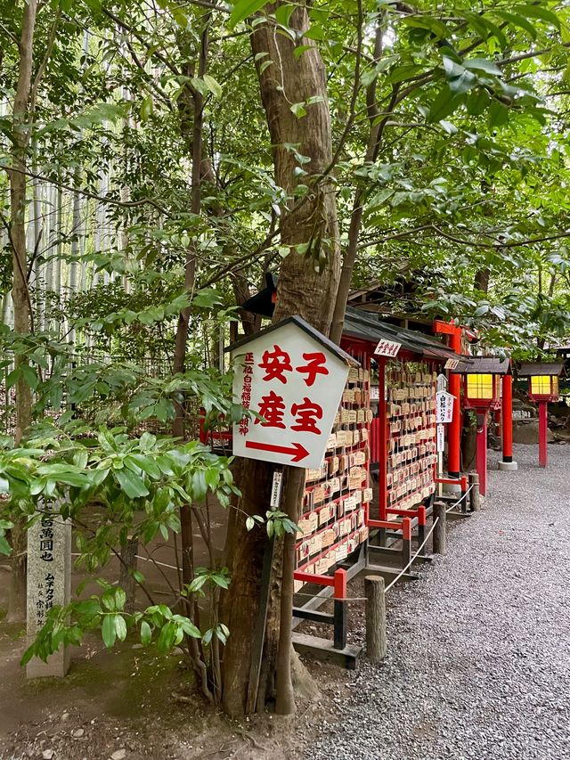 京都 | 必去打卡近郊竹林嵐山🎋